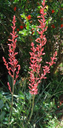 Red Yucca, Hesperaloe parviflora (1)