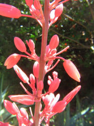 Red Yucca, Hesperaloe parviflora (2)