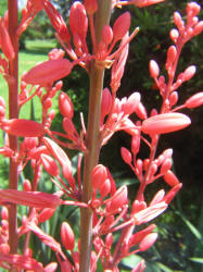 Red Yucca, Hesperaloe parviflora (3)