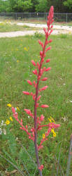 Red Yucca, Hesperaloe parviflora