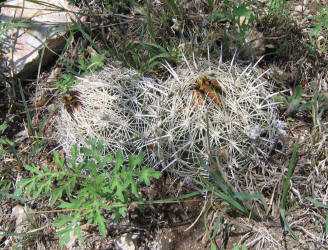 Sea Urchin Cactus, Coryphantha echinus (1)