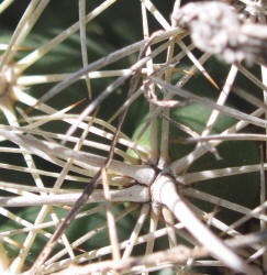 Sea Urchin Cactus, Coryphantha echinus (2)