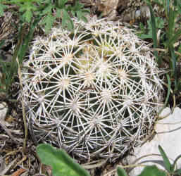 Sea Urchin Cactus, Coryphantha echinus