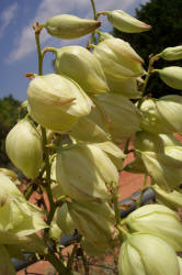 Soapweed Yucca, Yucca glauca (1)