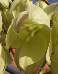 Soapweed Yucca, Yucca glauca (2)