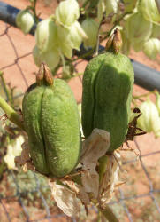 Soapweed Yucca, Yucca glauca (3)