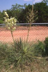 Soapweed Yucca, Yucca glauca