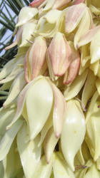 Spanish Bayonet, Yucca torreyi (1)