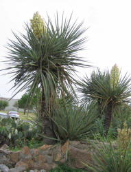 Spanish Bayonet, Yucca torreyi