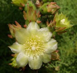 Tasajillo, Opuntia leptocaulis (1)