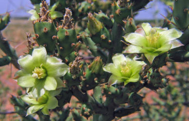 Tasajillo, Opuntia leptocaulis (13)