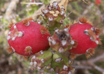 Tasajillo, Opuntia leptocaulis (6)