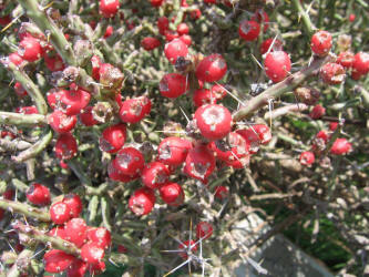 Tasajillo, Opuntia leptocaulis (7)