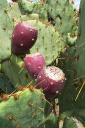 Texas Prickly Pear, Opuntia engelmannii, A (2)