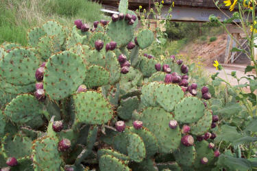 Texas Prickly Pear, Opuntia engelmannii, A