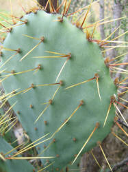 Texas Prickly Pear, Opuntia engelmannii, B (1)