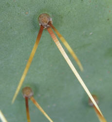 Texas Prickly Pear, Opuntia engelmannii, B (3)