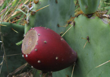 Texas Prickly Pear, Opuntia engelmannii, B