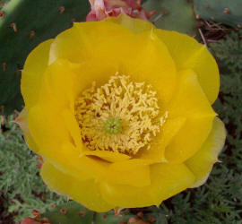 Texas Prickly Pear, Opuntia engelmannii, flower (1)