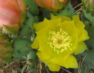 Texas Prickly Pear, Opuntia engelmannii, flower (12)