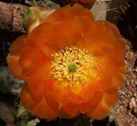 Texas Prickly Pear, Opuntia engelmannii, flower (4)