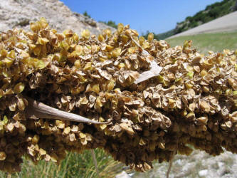 Texas Sotol, Dasylirion texanum (6)