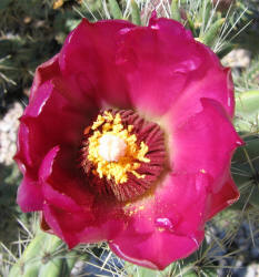 Tree Cholla, Opuntia imbricata, A (1)