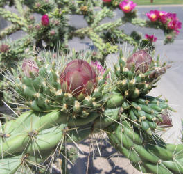 Tree Cholla, Opuntia imbricata, A (2)