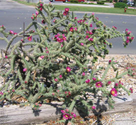 Tree Cholla, Opuntia imbricata, A