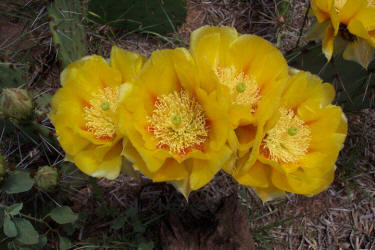 Tulip Prickly Pear, Opuntia phaeacantha, A (4)