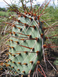 Tulip Prickly Pear, Opuntia phaeacantha, B (1)