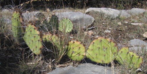 Tulip Prickly Pear, Opuntia phaeacantha, D (1)