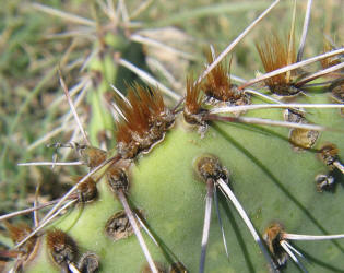 Tulip Prickly Pear, Opuntia phaeacantha, D (4)