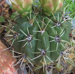 zc 2, cactus (7)