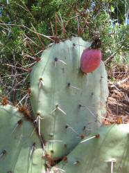 zc 3, Prickly Pear, A