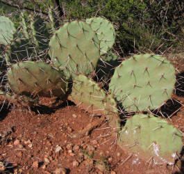 zc 3, Prickly Pear, B