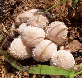 Puffball mushrooms — Creative Sustenance