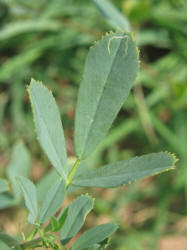 Alfalfa, Medicago sativa (10)