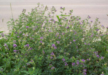 Alfalfa, Medicago sativa (3)