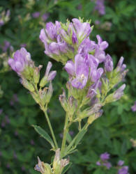 Alfalfa, Medicago sativa (5)