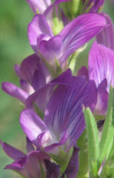 Alfalfa, Medicago sativa (8)