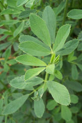 Alfalfa, Medicago sativa (9)