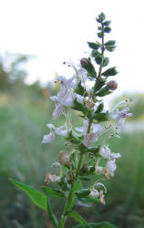 American Germander, Teucrium canadense (1)