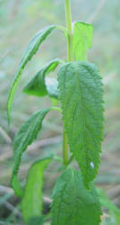 American Germander, Teucrium canadense (2)