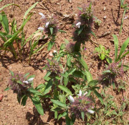 Basil Beebalm, Monarda clinopodioides (2)