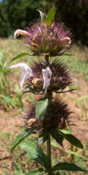 Basil Beebalm, Monarda clinopodioides (3)