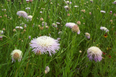 Basket Flower, Centaurea americana (1)