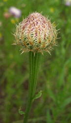 Basket Flower, Centaurea americana (2)