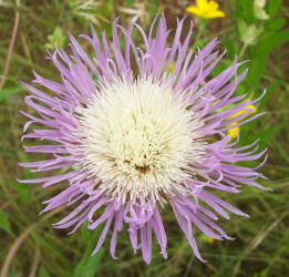 Basket Flower, Centaurea americana (3)