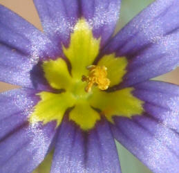 Bermuda Blue-eyed Grass, Sisyrinchium angustifolium (13)